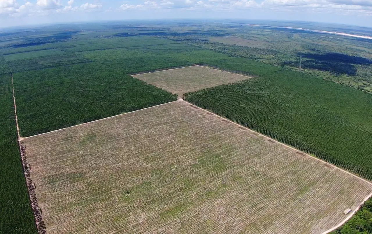 Vista aérea de uma extensa área de operação florestal